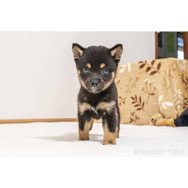販売中の大分県の豆柴-409616の4枚目