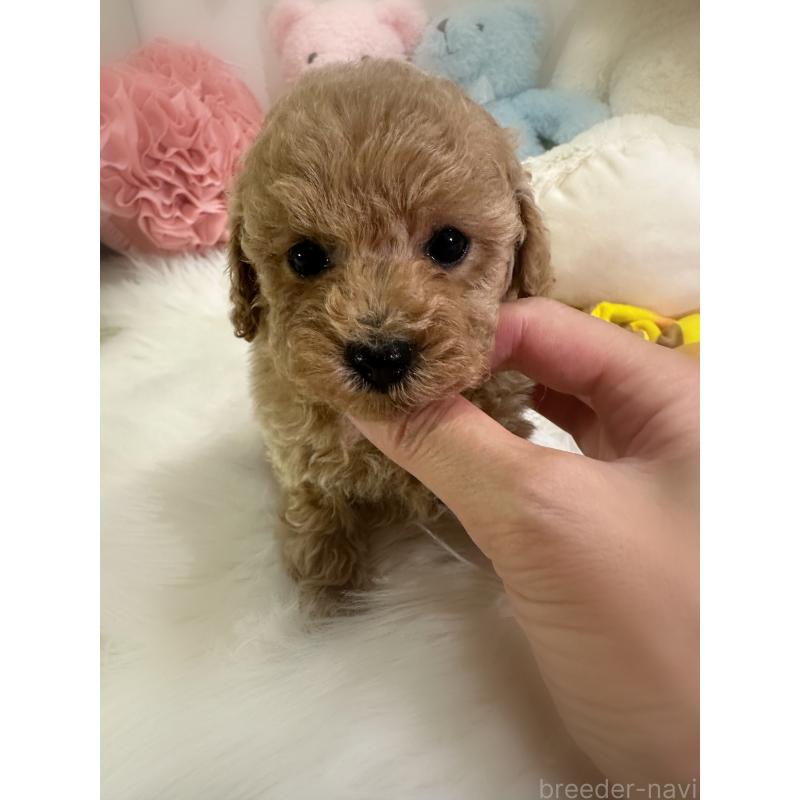 販売中の香川県のタイニープードル-409634の3枚目