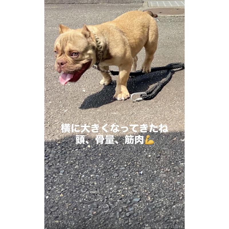 販売中の滋賀県のエキゾチックブリー-377210