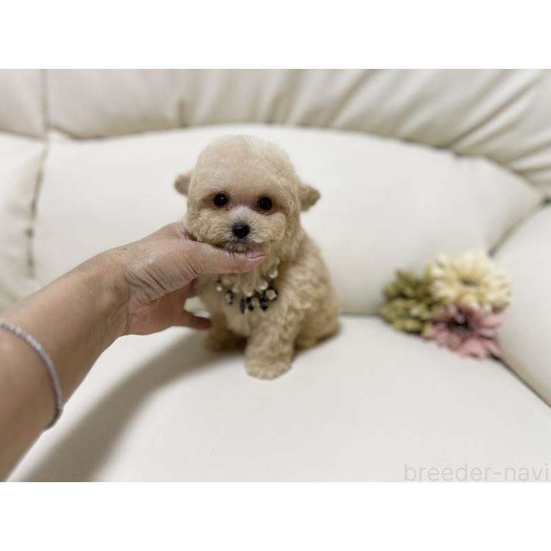 成約済の大阪府のティーカッププードル-403887の5枚目