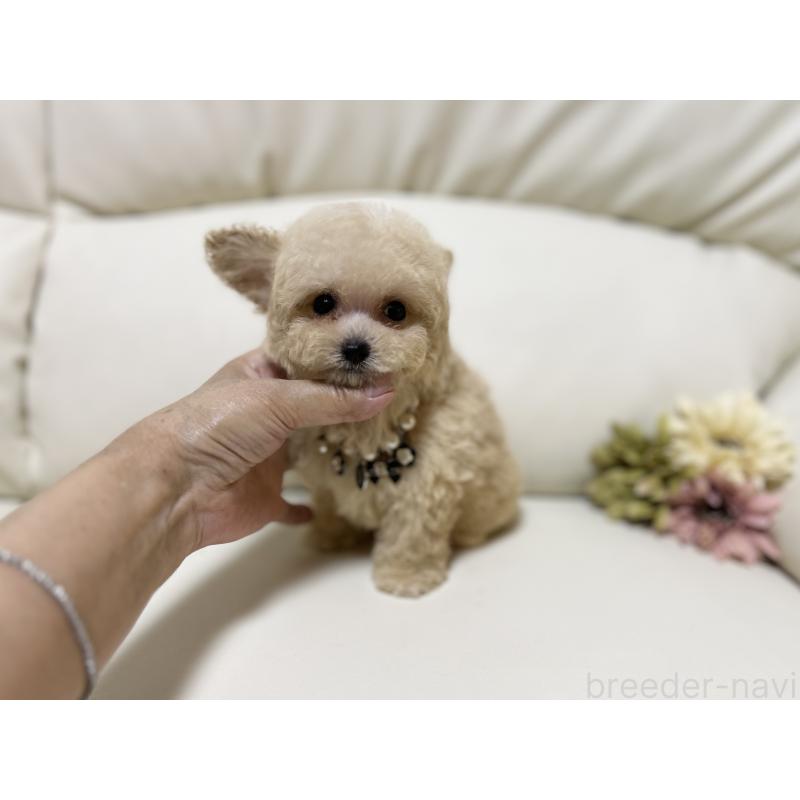 成約済の大阪府のティーカッププードル-403887の4枚目