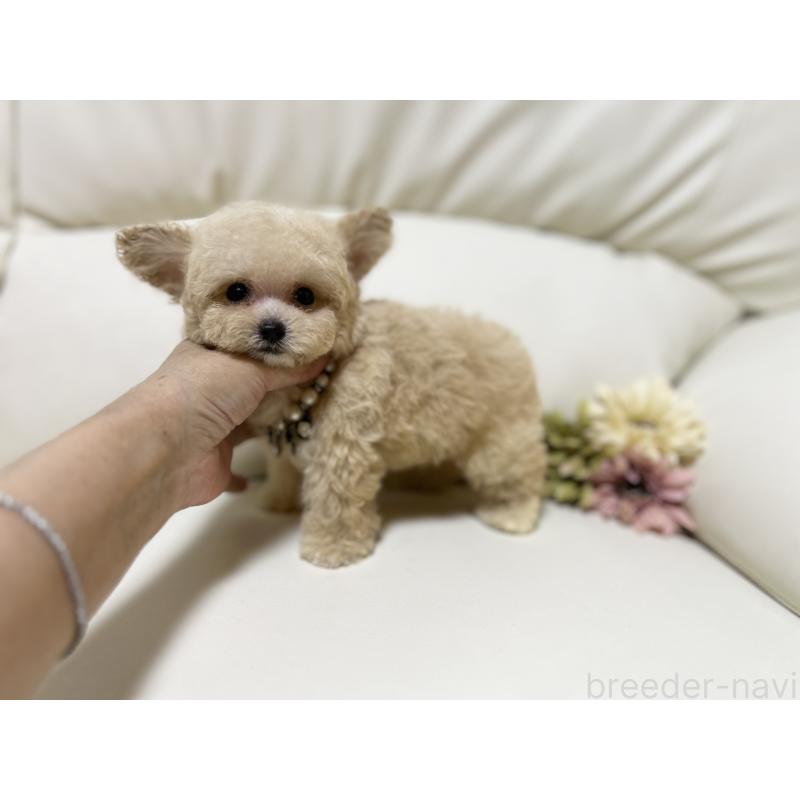 成約済の大阪府のティーカッププードル-403887の3枚目