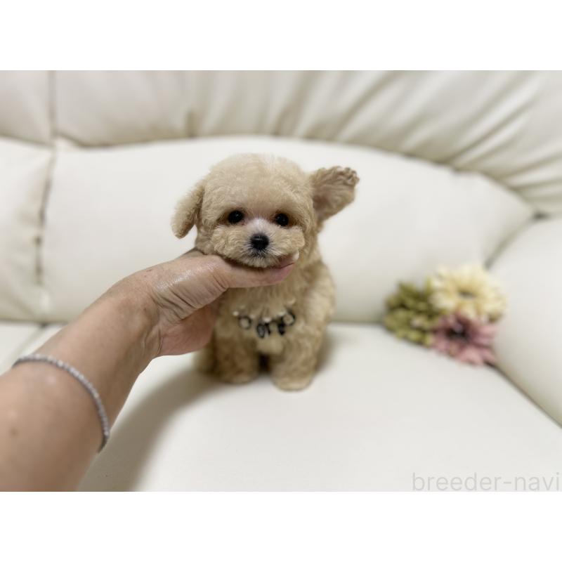 成約済の大阪府のティーカッププードル-403887の2枚目