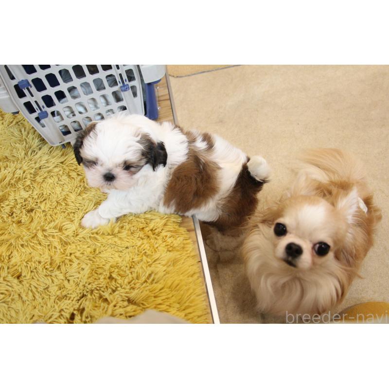 成約済の愛知県のシーズー-400828の4枚目