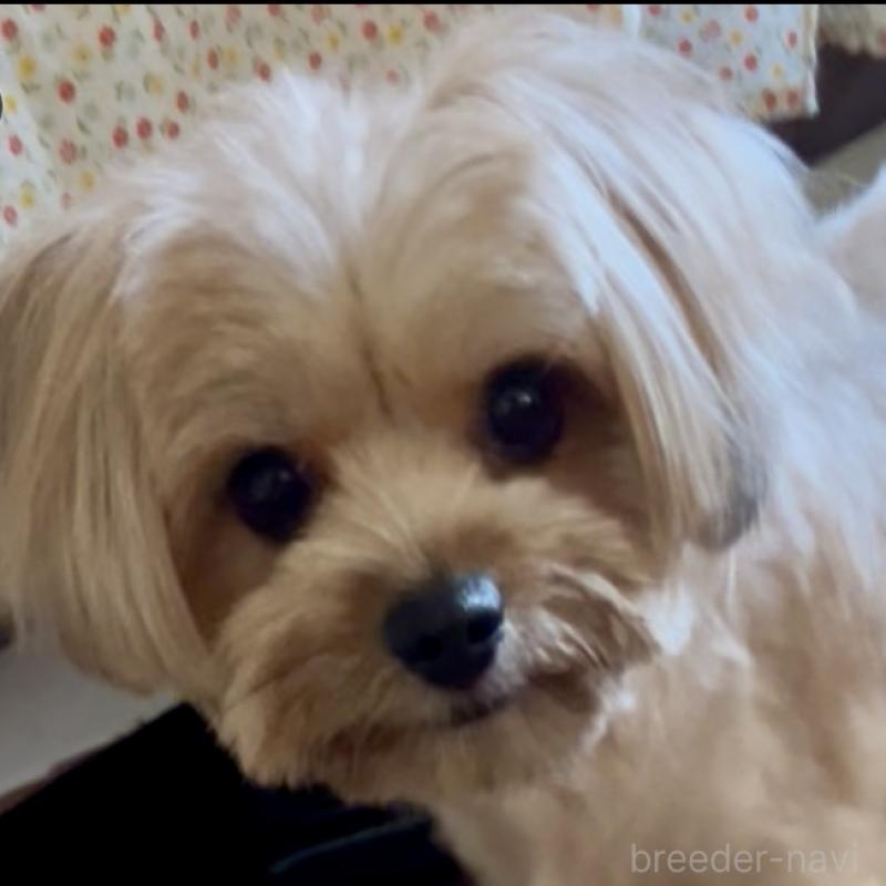 販売中の東京都のミックス犬-409641の3枚目