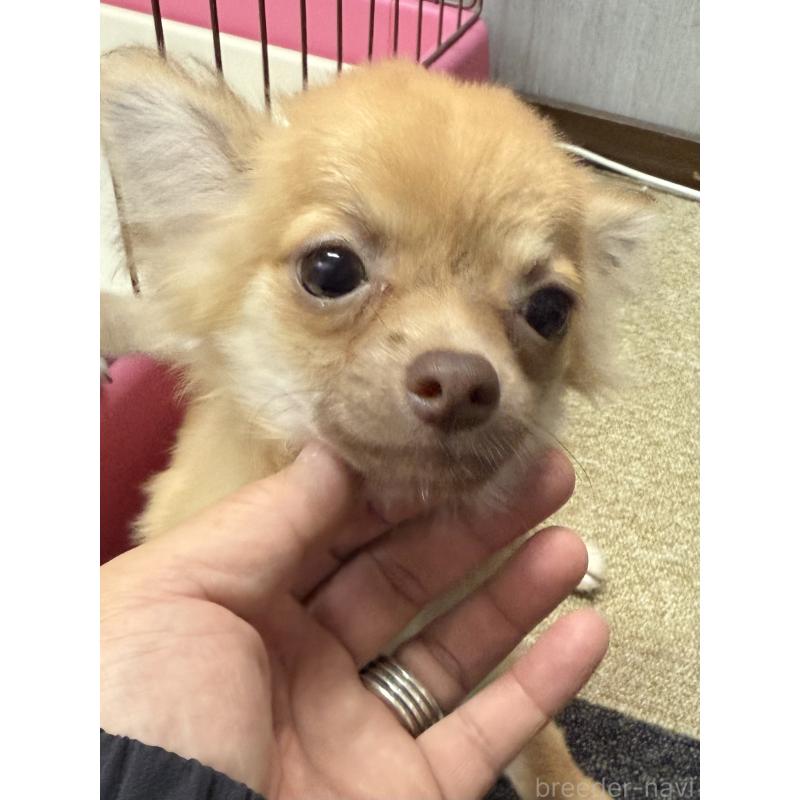 販売中の愛知県のチワワ(ロングコート)-390418
