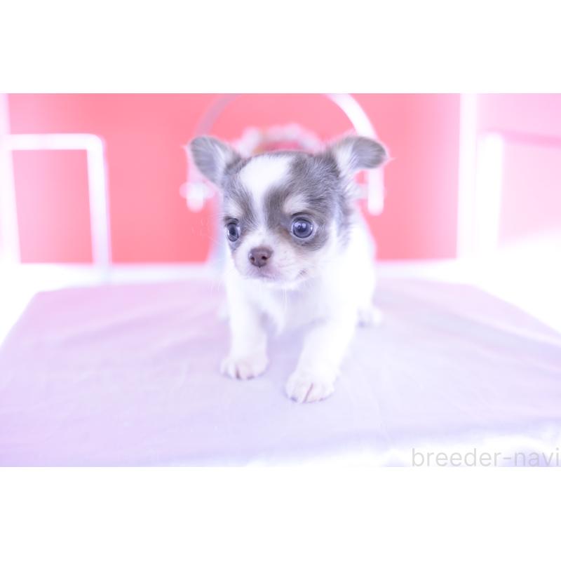 成約済の愛知県のチワワ(ロングコート)-406270の10枚目