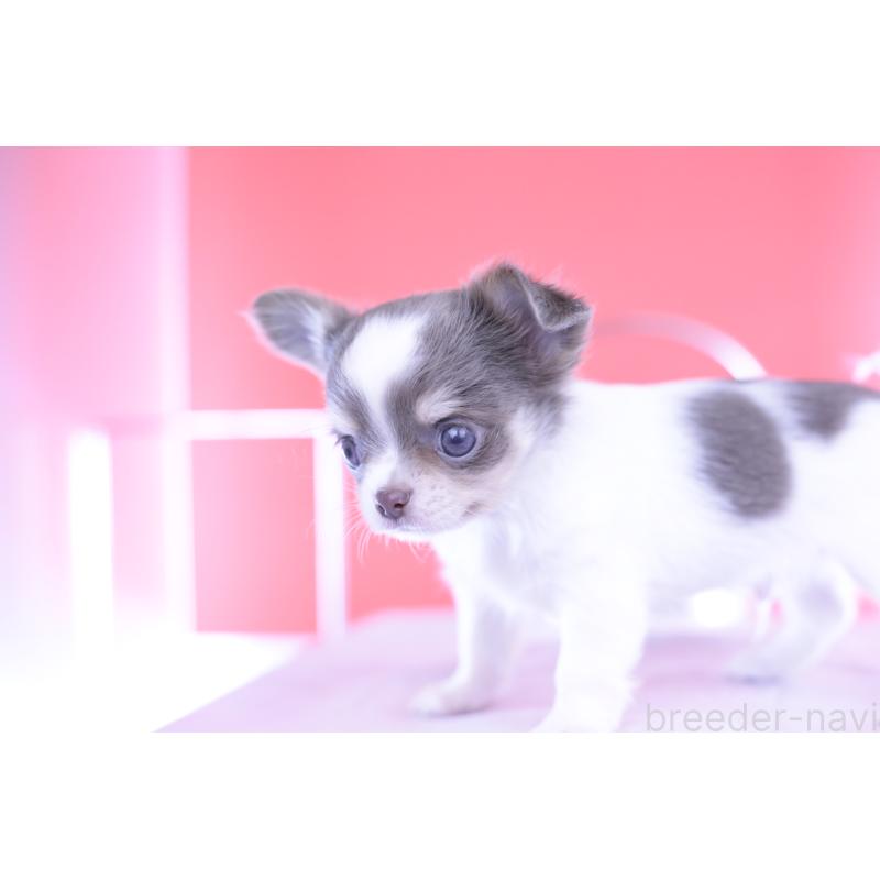 成約済の愛知県のチワワ(ロングコート)-406270の5枚目