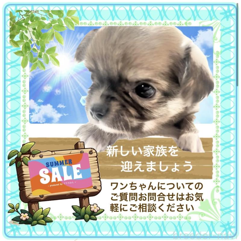 販売中の大阪府のチワワ(ロングコート)-409651の5枚目