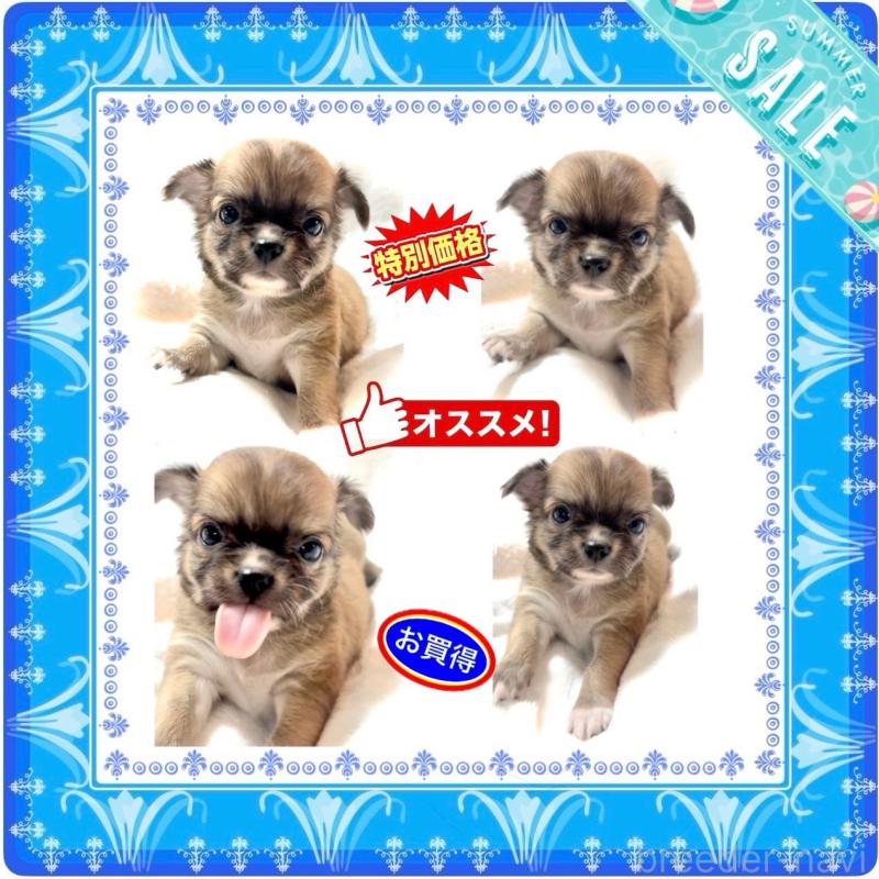 販売中の大阪府のチワワ(ロングコート)-409651の2枚目