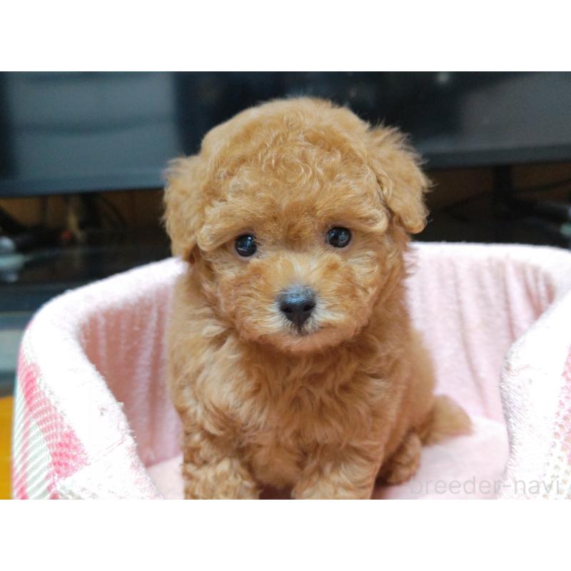 成約済の広島県のティーカッププードル-407303の5枚目