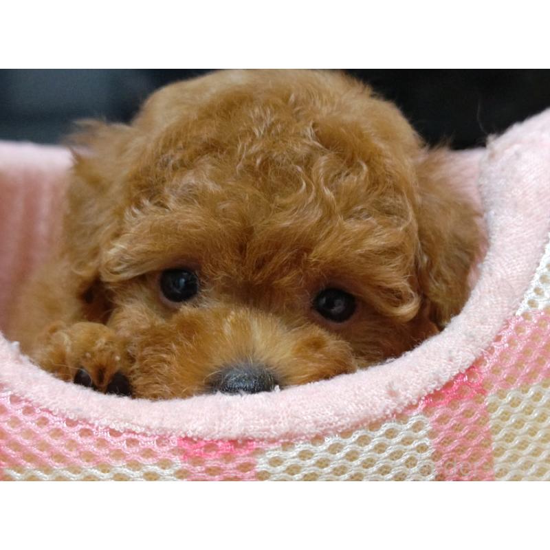 成約済の広島県のティーカッププードル-407303の4枚目