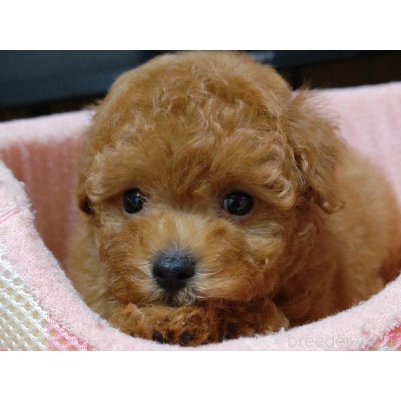 成約済の広島県のティーカッププードル-407303の3枚目