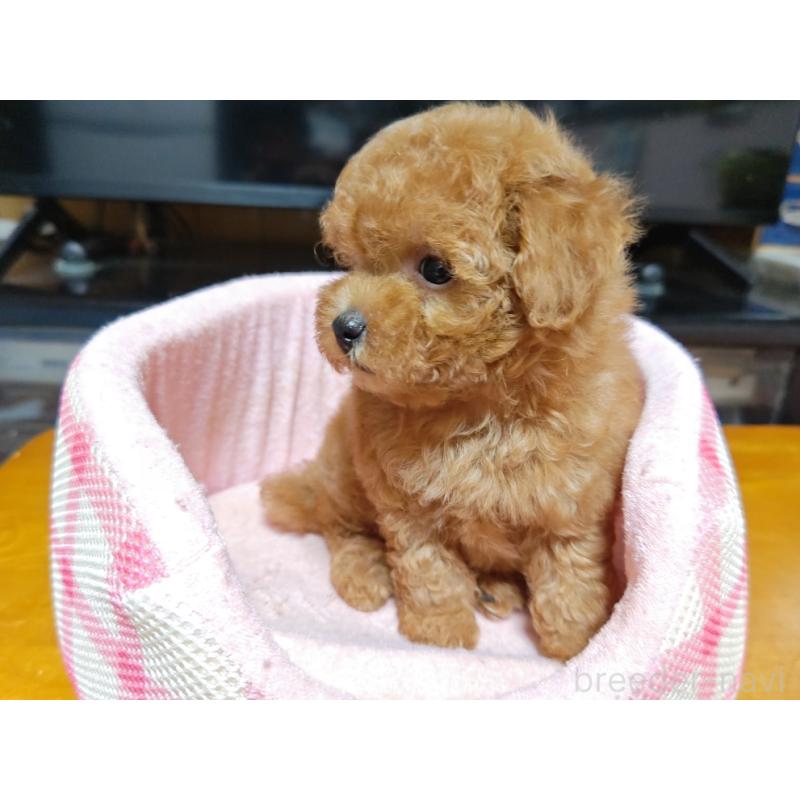 成約済の広島県のティーカッププードル-407303の2枚目