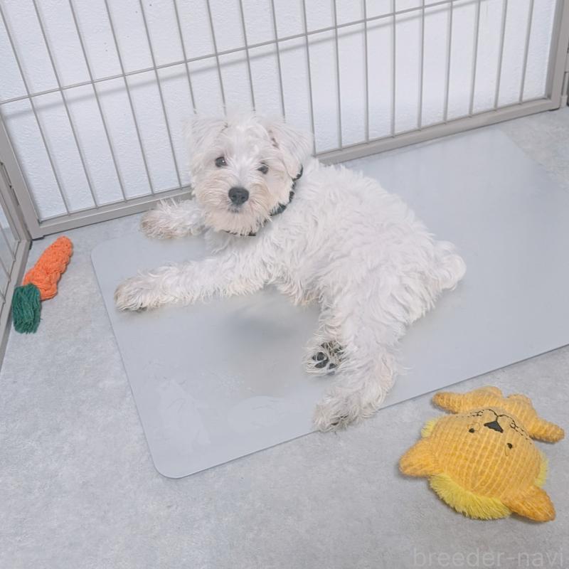 販売中の長崎県のミニチュアシュナウザー-399959の2枚目
