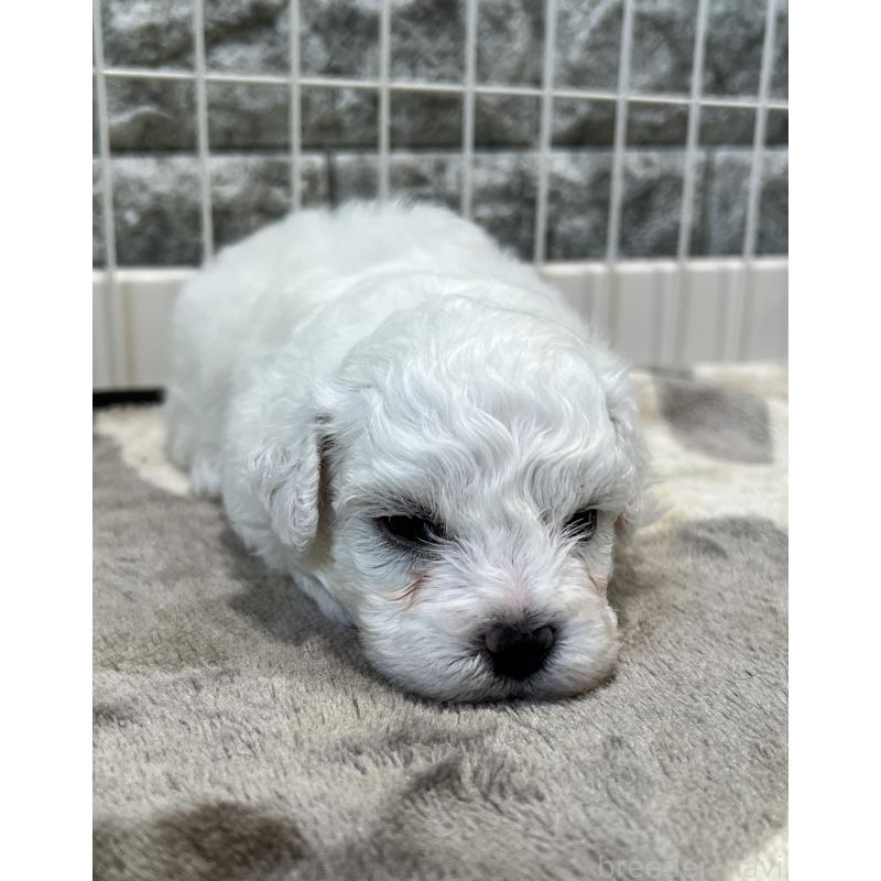 成約済の埼玉県のビションフリーゼ-406825の8枚目