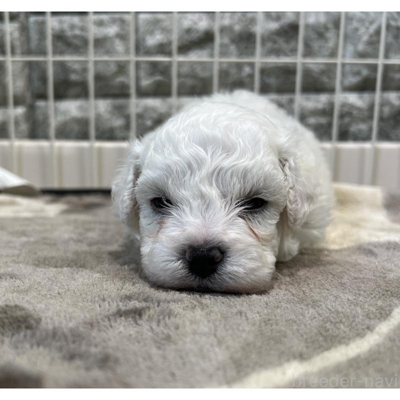 成約済の埼玉県のビションフリーゼ-406825の7枚目