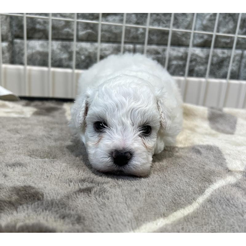 成約済の埼玉県のビションフリーゼ-406825の5枚目