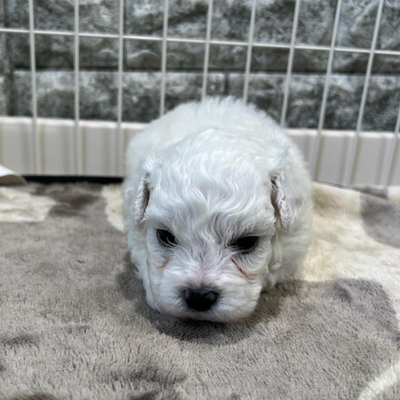 成約済の埼玉県のビションフリーゼ-406825の4枚目