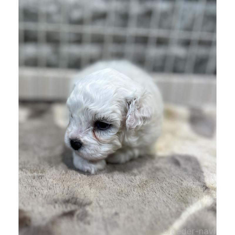 成約済の埼玉県のビションフリーゼ-406825の3枚目