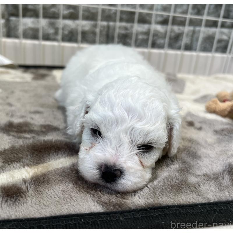 成約済の埼玉県のビションフリーゼ-406825の2枚目