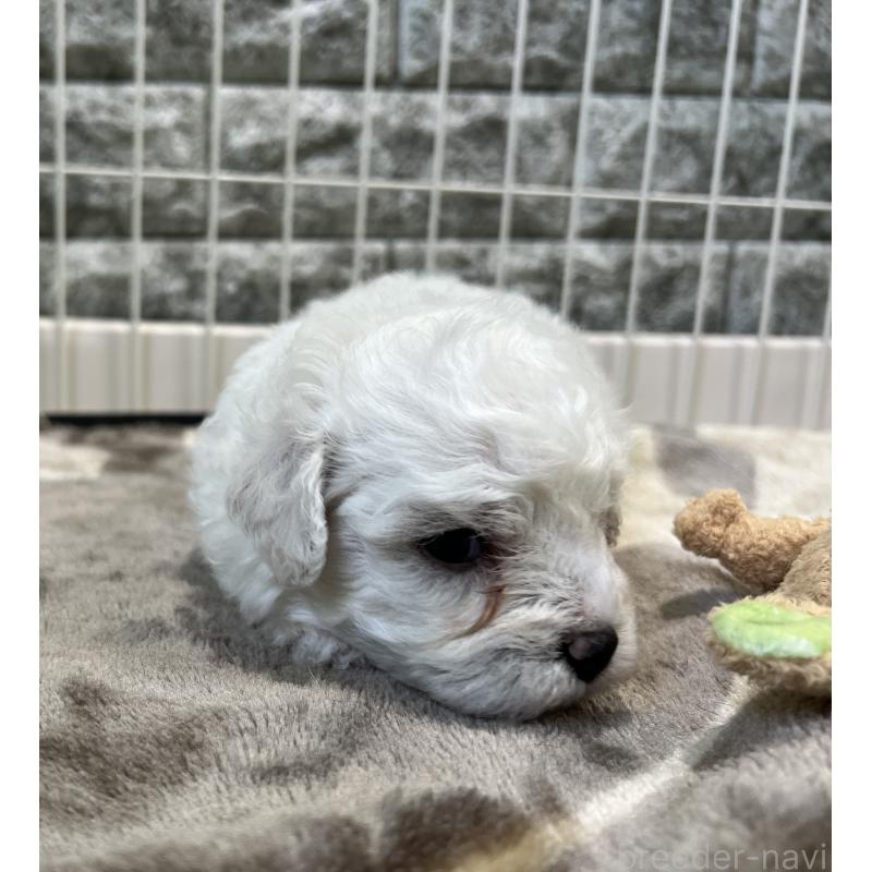 成約済の埼玉県のビションフリーゼ-408089の4枚目