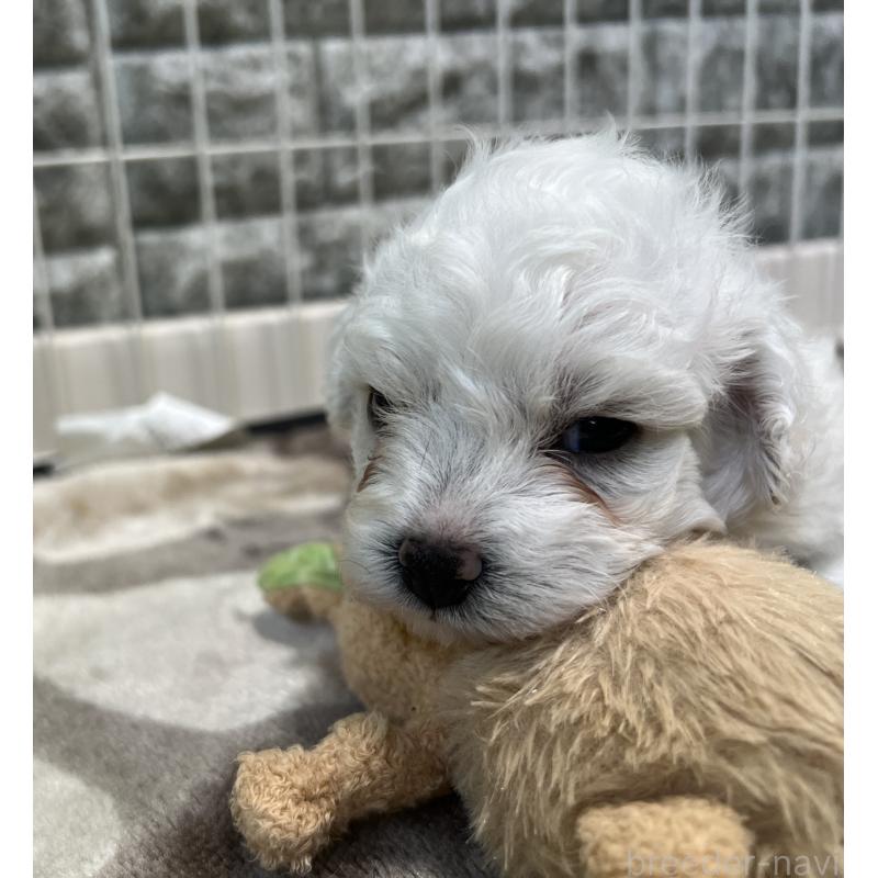 成約済の埼玉県のビションフリーゼ-408089の3枚目