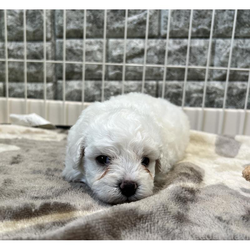 成約済の埼玉県のビションフリーゼ-408089の2枚目