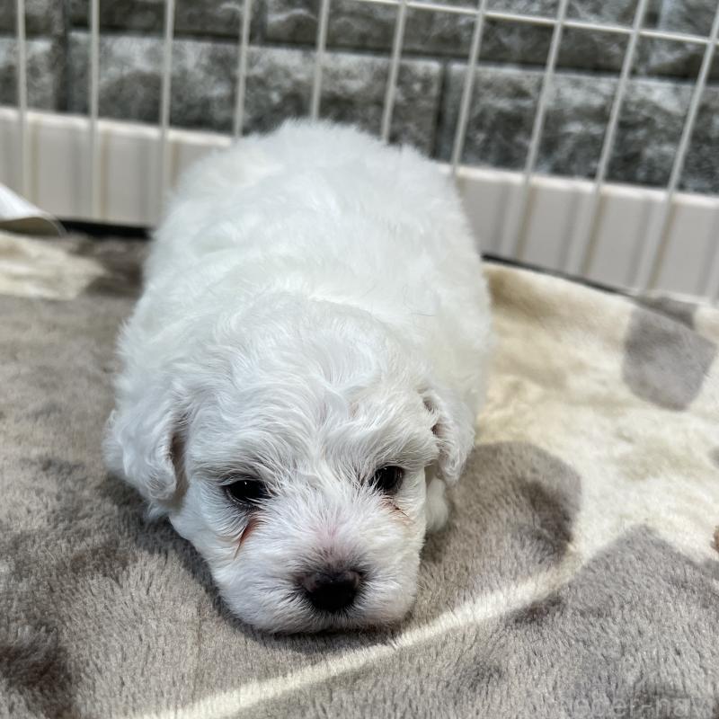 成約済の埼玉県のビションフリーゼ-408088の6枚目