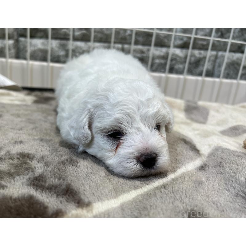 成約済の埼玉県のビションフリーゼ-408088の5枚目