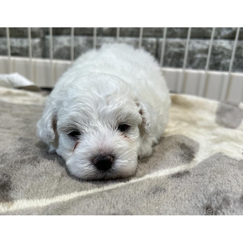 成約済の埼玉県のビションフリーゼ-408088の4枚目