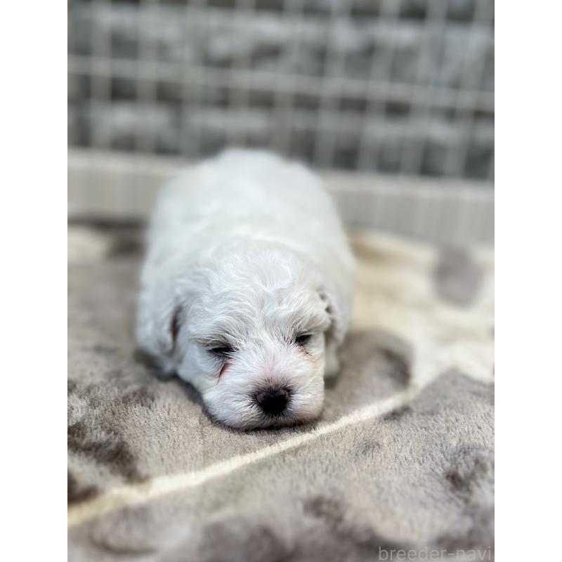 成約済の埼玉県のビションフリーゼ-408088の3枚目