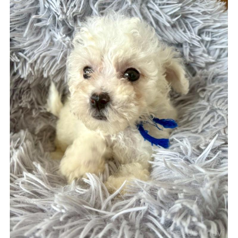 販売中の東京都のミックス犬-404054の16枚目