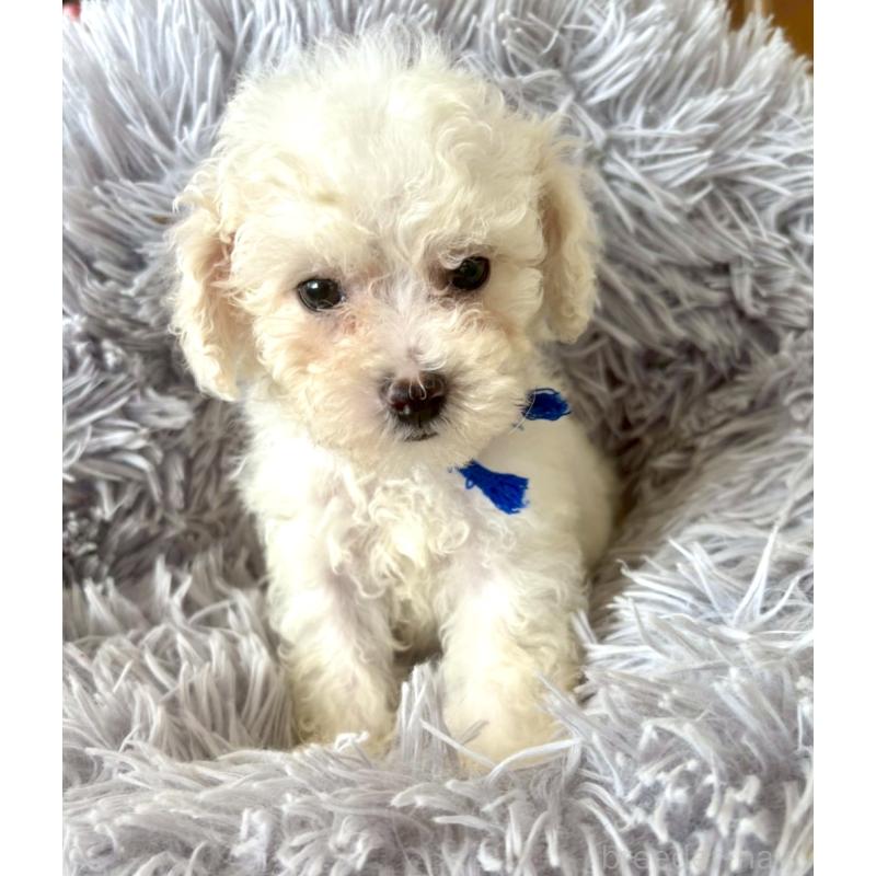 販売中の東京都のミックス犬-404054の15枚目