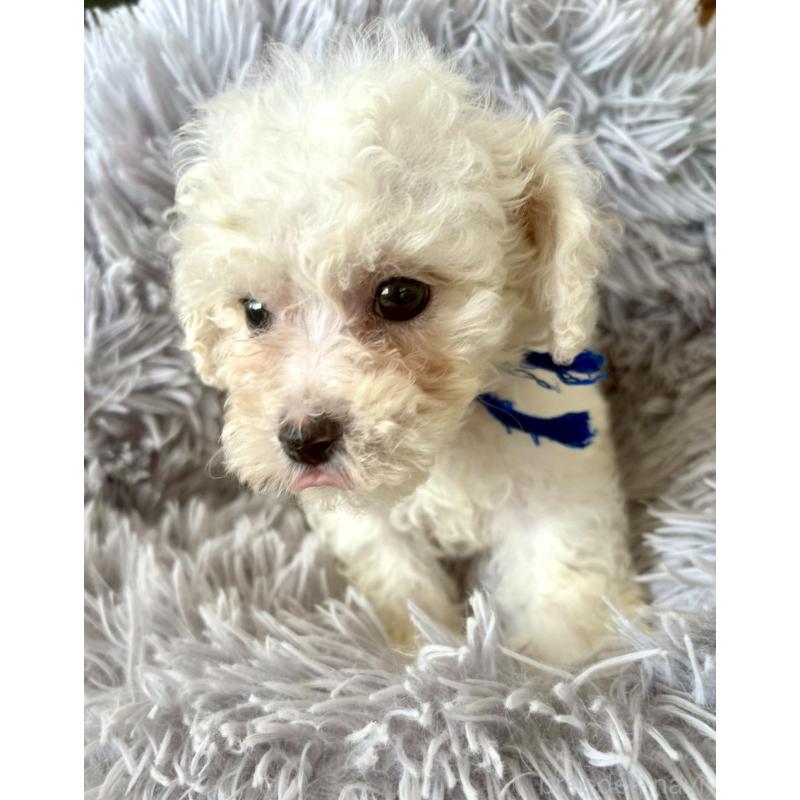 販売中の東京都のミックス犬-404054の14枚目
