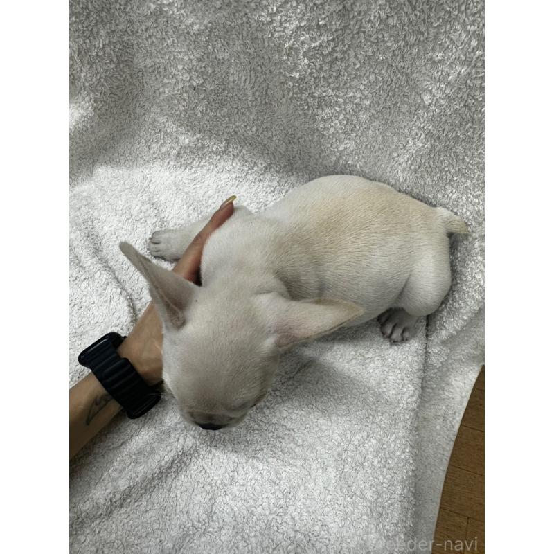 販売中の千葉県のフレンチブルドッグ-409668の3枚目