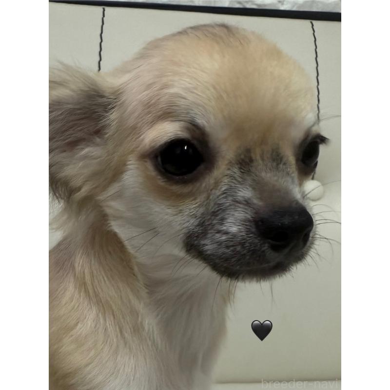 販売中の愛知県のチワワ(ロングコート)-390417