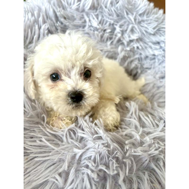 販売中の東京都のミックス犬-404052の4枚目