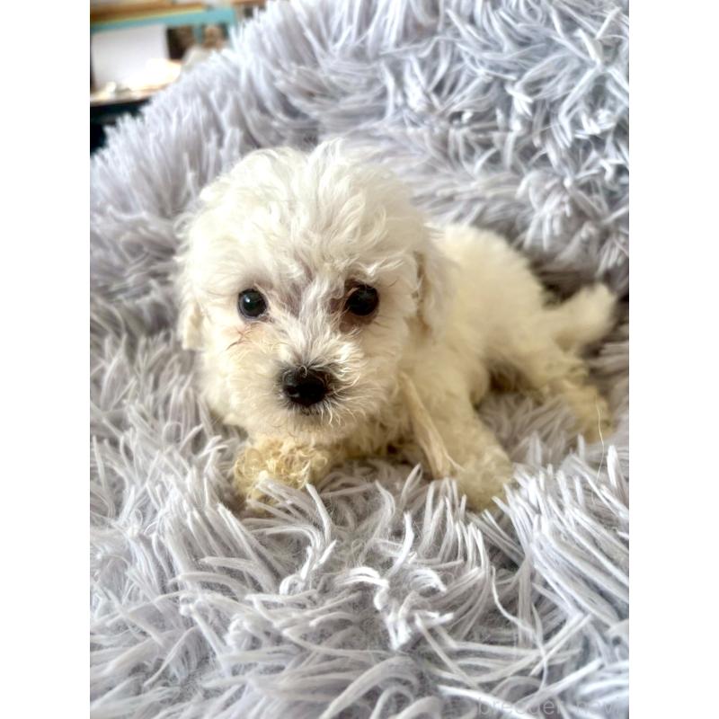 販売中の東京都のミックス犬-404052の3枚目