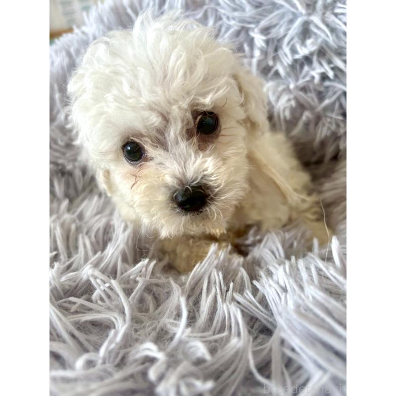 販売中の東京都のミックス犬-404052の1枚目