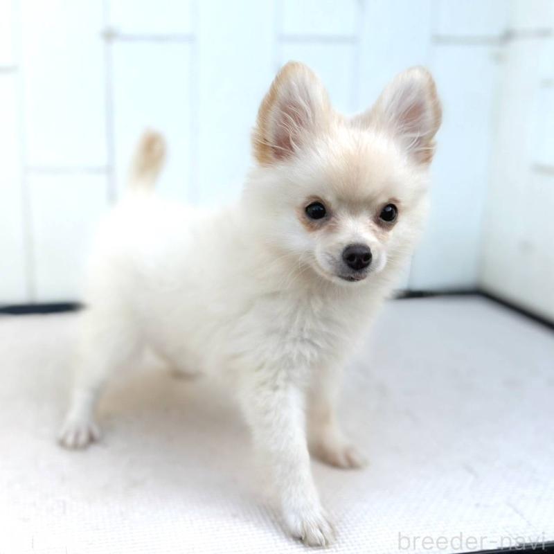 販売中の茨城県のポメチワ:ポメラニアン×チワワ-396487の26枚目
