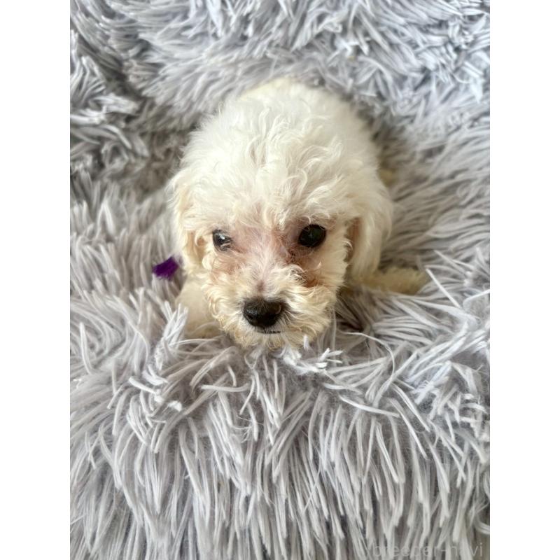 販売中の東京都のミックス犬-398962の21枚目