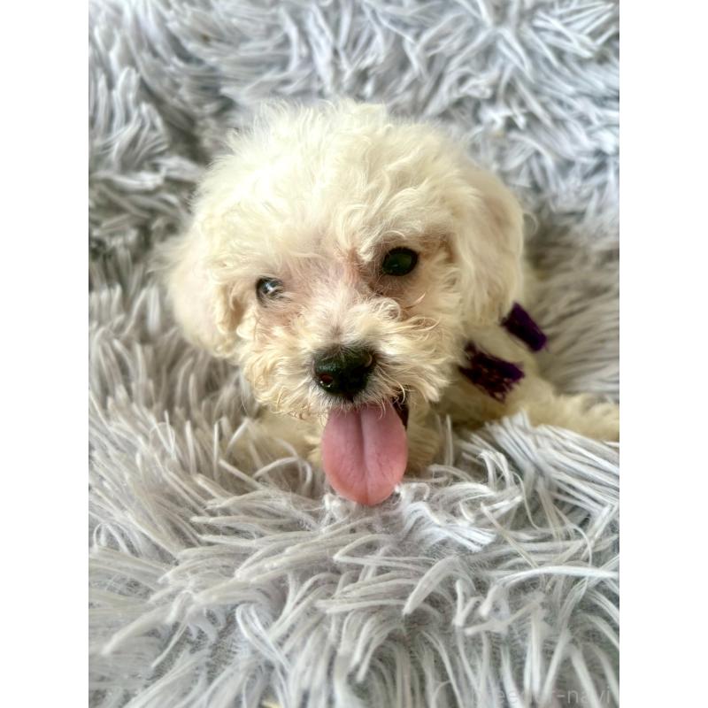 販売中の東京都のミックス犬-398962の20枚目