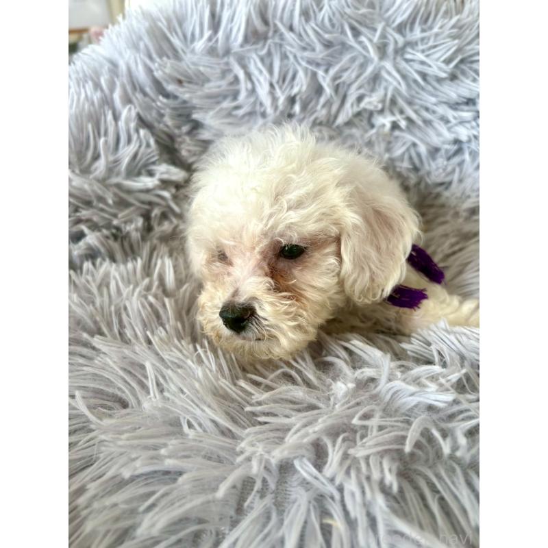 販売中の東京都のミックス犬-398962の19枚目