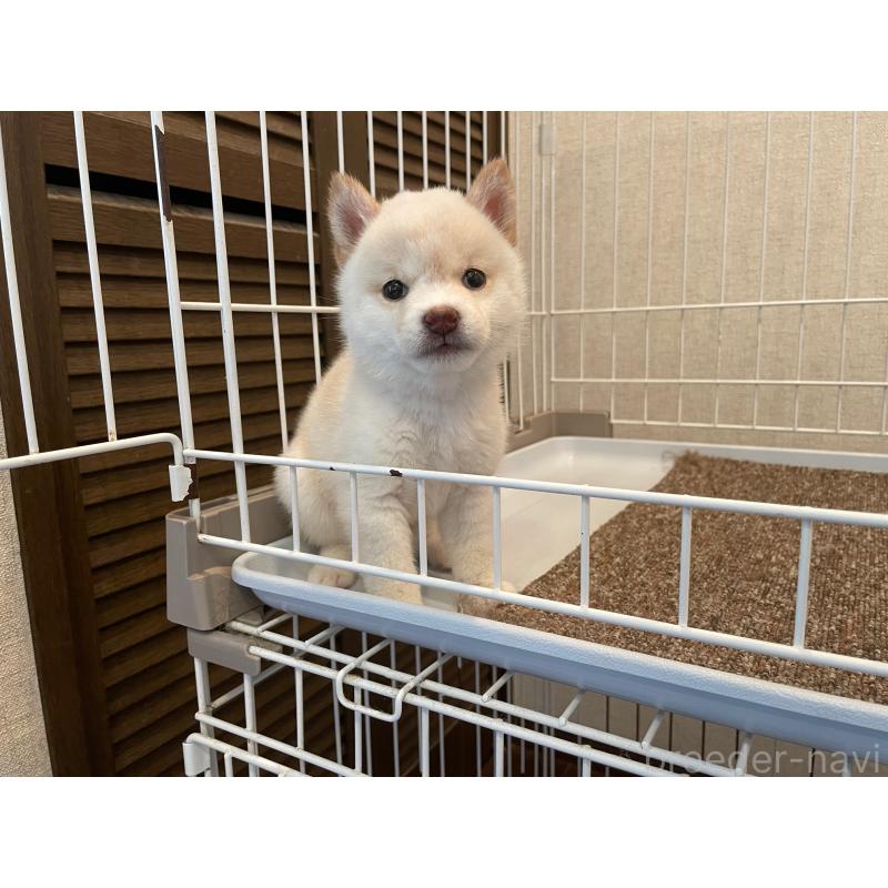 販売中の兵庫県の豆柴-409700の2枚目
