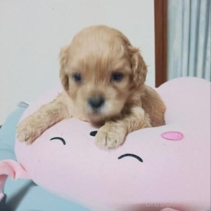 販売中の茨城県のミックス犬-409695の1枚目