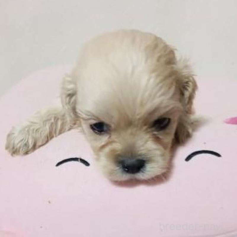 販売中の茨城県のミックス犬-409698