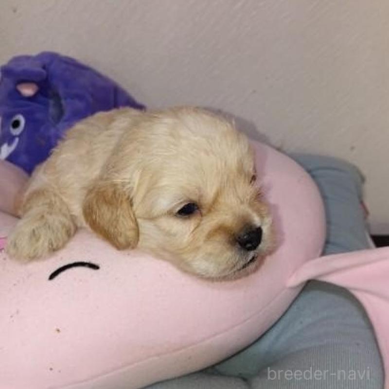 販売中の茨城県のミックス犬-409702