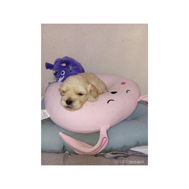 販売中の茨城県のミックス犬-409706の3枚目