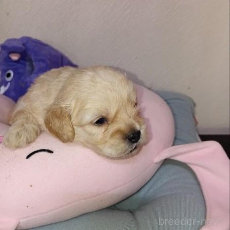 販売中の茨城県のミックス犬-409706